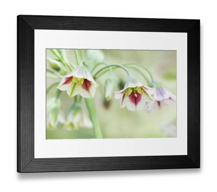 Framed Print : Nectaroscordum (Sicillian honey garlic) Framed Print : Nectaroscordum (Sicillian honey garlic)