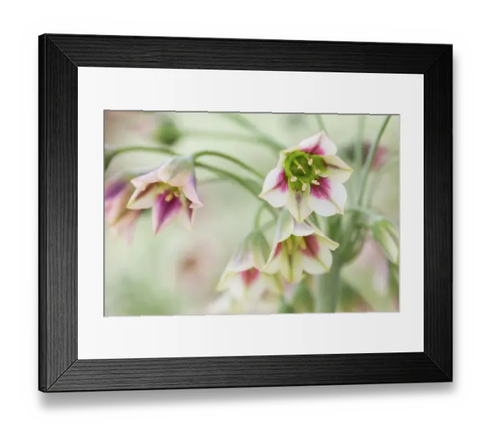 Framed Print : Nectaroscordum (Sicillian honey garlic) Framed Print : Nectaroscordum (Sicillian honey garlic)