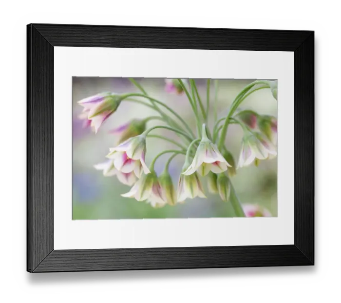 Framed Print : Nectaroscordum (Sicillian honey garlic)