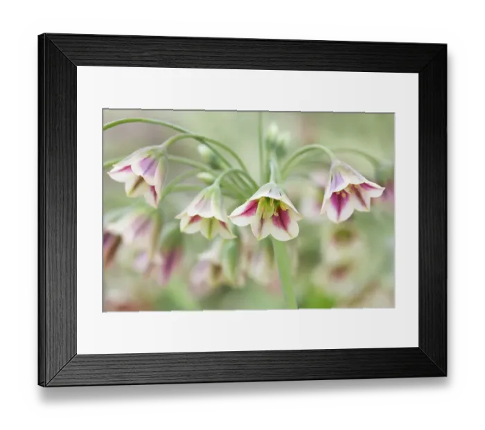 Framed Print : Nectaroscordum (Sicillian honey garlic) Framed Print : Nectaroscordum (Sicillian honey garlic)