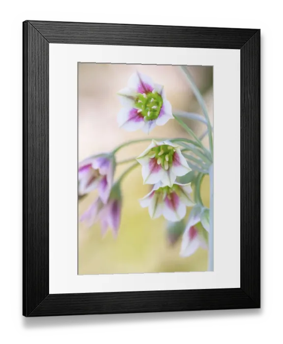 Framed Print : Nectaroscordum (Sicillian honey garlic) Framed Print : Nectaroscordum (Sicillian honey garlic)