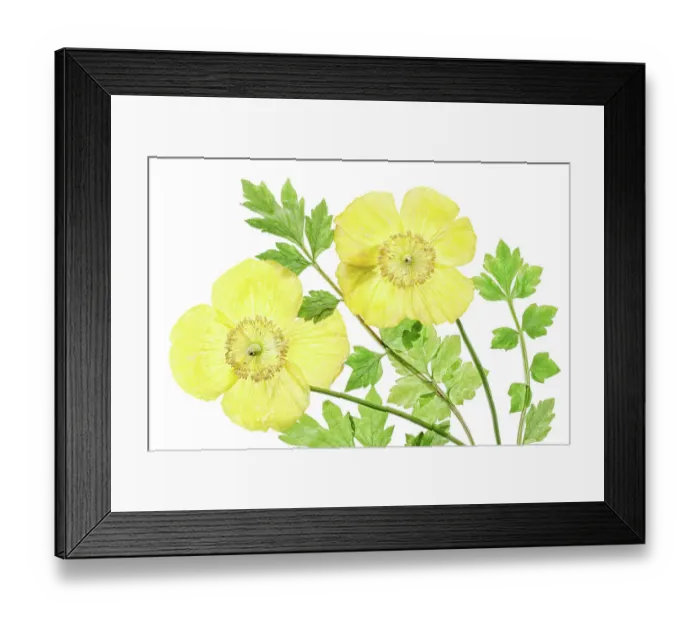Framed Print : Menocopsis Cambrica (Welsh Poppy) Framed Print : Menocopsis Cambrica (Welsh Poppy)