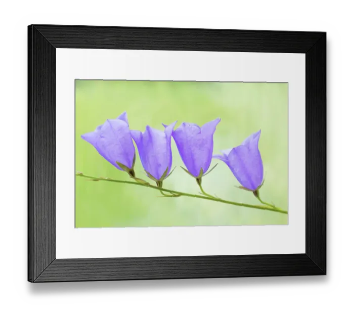 Framed Print : Campanula Platycodon (bell flower) Framed Print : Campanula Platycodon (bell flower)