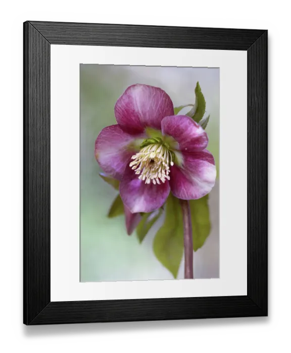 Framed Print : Helleborus Framed Print : Helleborus