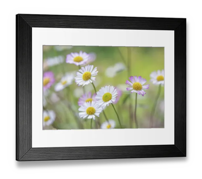 Framed Print : Bellis Perennis (Daisy) Framed Print : Bellis Perennis (Daisy)