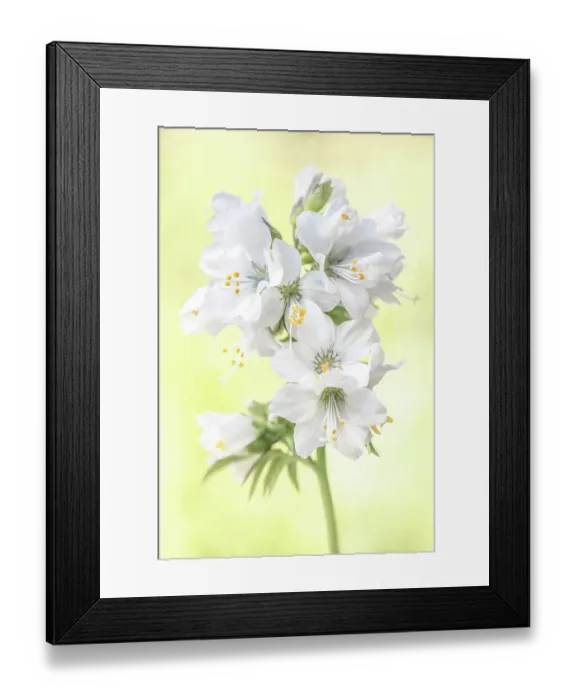 Framed Print : Polemonium Caeruleum Framed Print : Polemonium Caeruleum