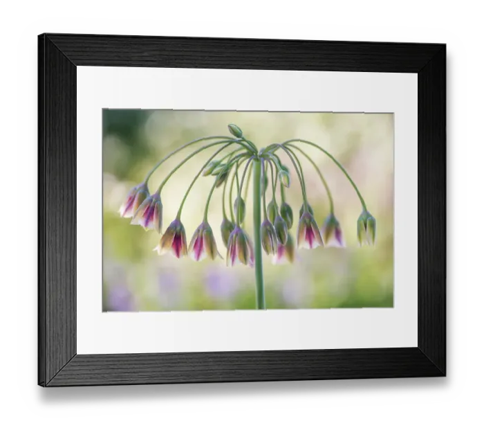 Framed Print : Honey Lily Framed Print : Honey Lily