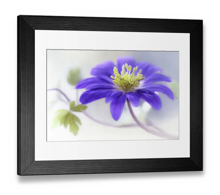 Framed Print : Anemone Blanda