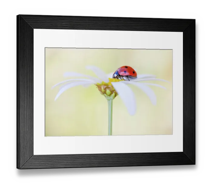 Framed Print : Ladybird. Coccinellidae Septempunctata, commonly known as the seven spotted Framed Print : Ladybird. Coccinellidae Septempunctata, commonly known as the seven spotted