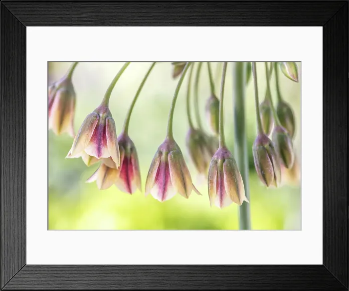 Framed Print : Honey Lily Framed Print : Honey Lily