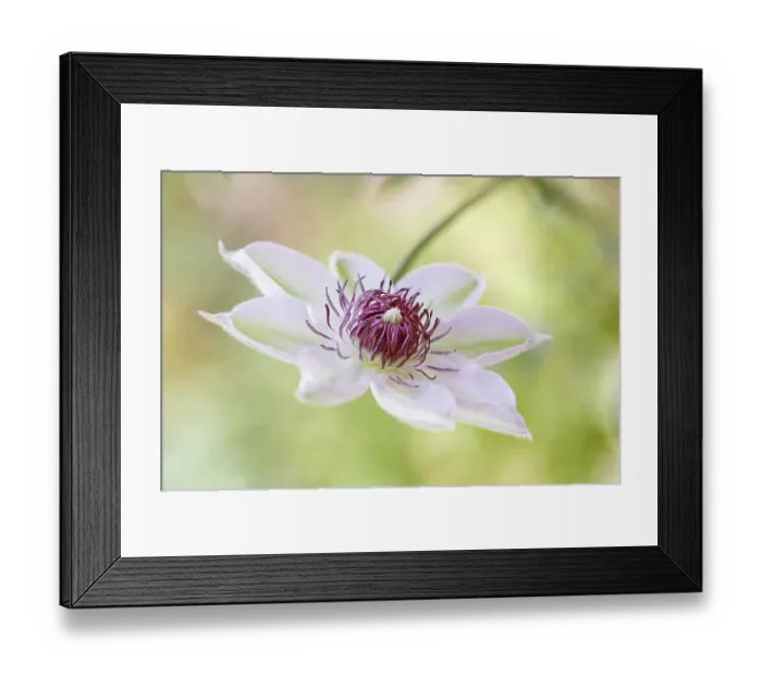 Framed Print : Clematis bloom