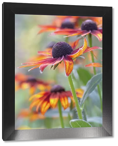 Rudbeckia, also referred to as Cone flower