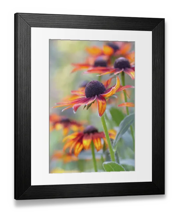 Framed Print : Rudbeckia, also referred to as Cone flower
