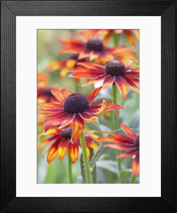 Framed Print : Rudbeckia, also referred to as Cone flower Framed Print : Rudbeckia, also referred to as Cone flower