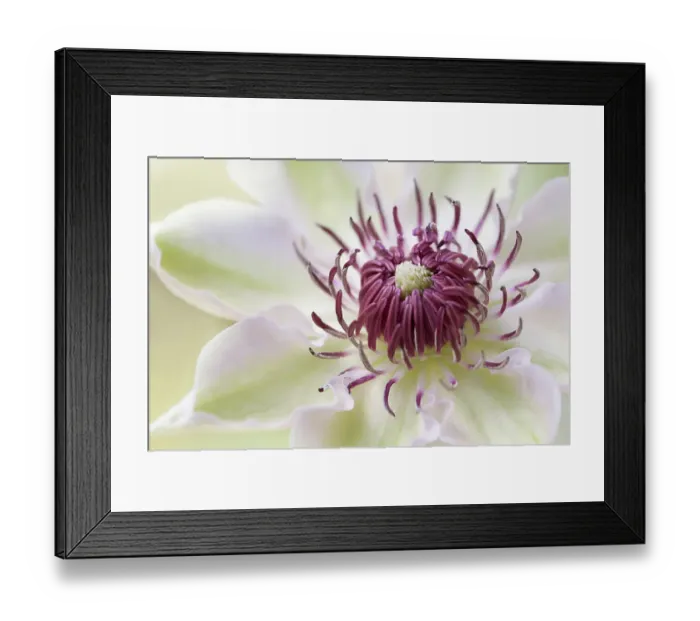 Framed Print : Clematis flower Framed Print : Clematis flower