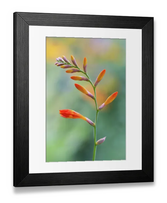 Framed Print : Crocosmia. Close up of a single stem of Crocosmia flowers Framed Print : Crocosmia. Close up of a single stem of Crocosmia flowers