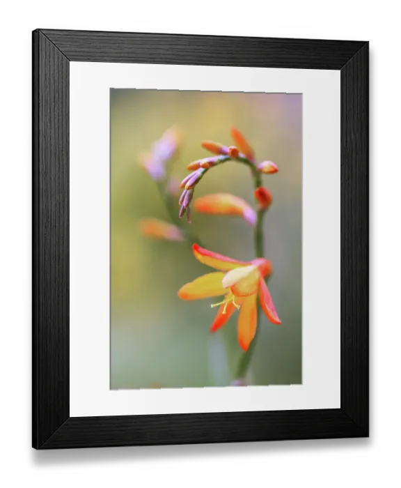 Framed Print : Crocosmia. Close up of a single stem of Crocosmia flowers