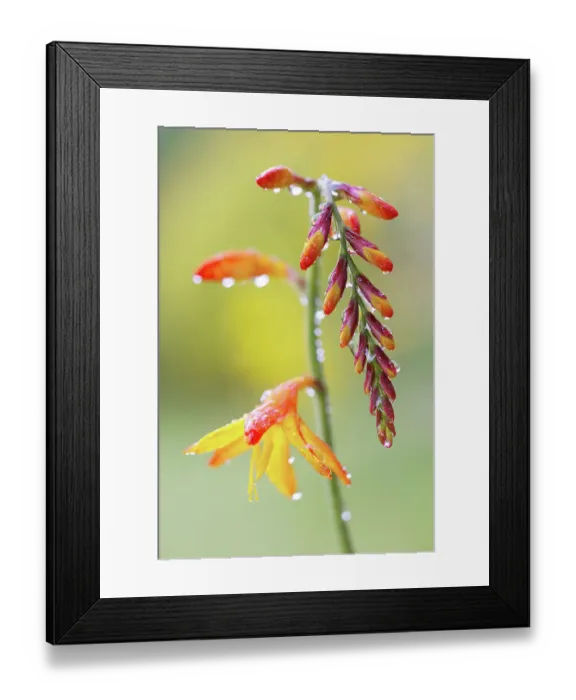 Framed Print : Crocosmia. Close up of a single stem of Crocosmia flowers Framed Print : Crocosmia. Close up of a single stem of Crocosmia flowers