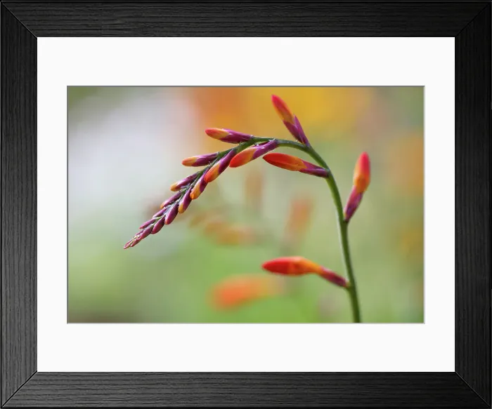 Framed Print : Crocosmia. Close up of a single stem of Crocosmia flowers