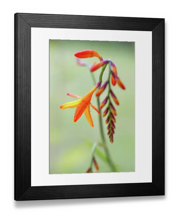 Framed Print : Crocosmia. Close up of a single stem of Crocosmia flowers