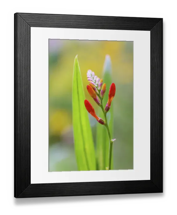 Framed Print : Crocosmia. Close up of a single stem of Crocosmia flowers