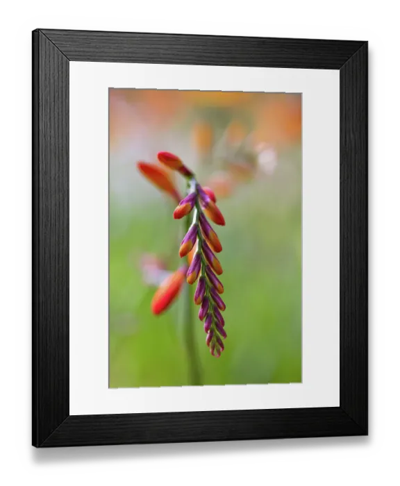 Framed Print : Crocosmia. Close up of a single stem of Crocosmia flowers