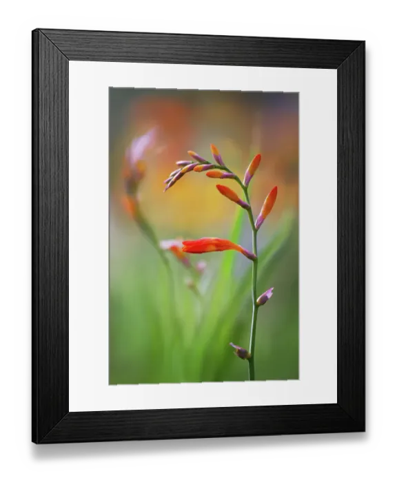Framed Print : Crocosmia. Close up of a single stem of Crocosmia flowers Framed Print : Crocosmia. Close up of a single stem of Crocosmia flowers