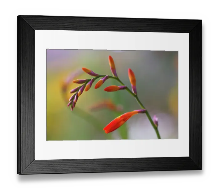 Framed Print : Crocosmia. Close up of a single stem of Crocosmia flowers Framed Print : Crocosmia. Close up of a single stem of Crocosmia flowers