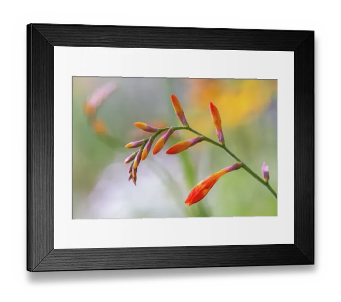 Framed Print : Crocosmia. Close up of a single stem of Crocosmia flowers