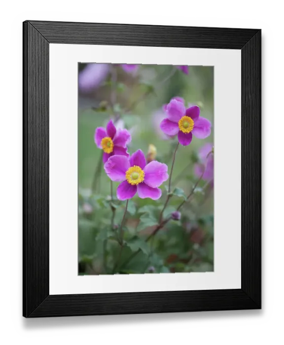 Framed Print : Japanese Anemones Framed Print : Japanese Anemones