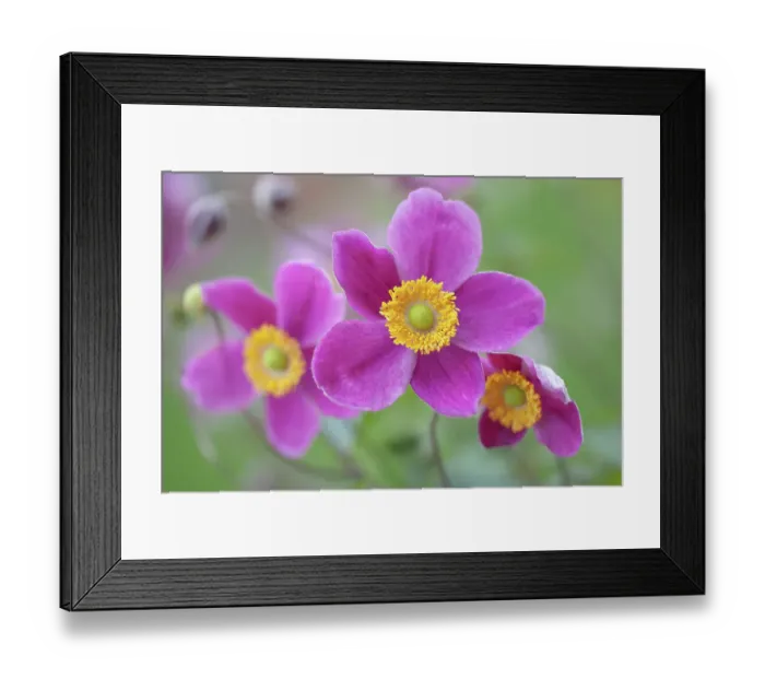 Framed Print : Japanese Anemones Framed Print : Japanese Anemones