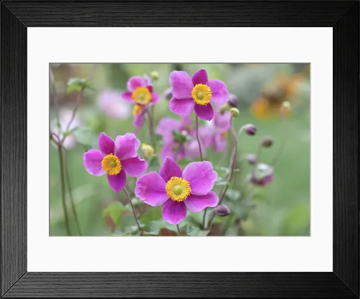 Framed Print : Japanese Anemones