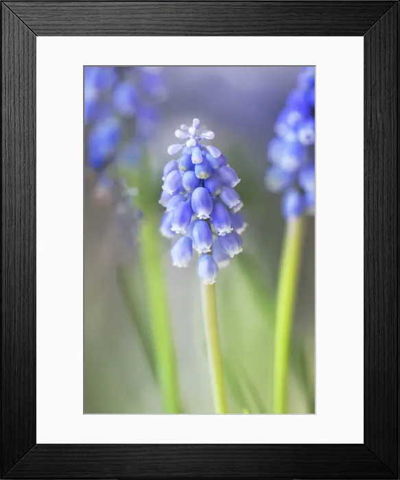 Framed Print : Muscari. Spring Muscari flowers Framed Print : Muscari. Spring Muscari flowers