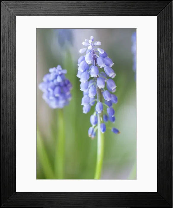 Framed Print : Muscari. Spring Muscari flowers Framed Print : Muscari. Spring Muscari flowers