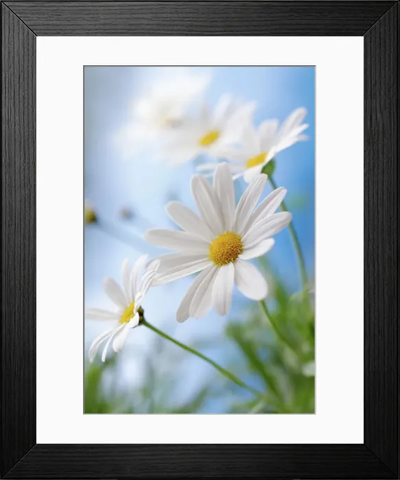 Framed Print : Daisies. Marguerite daisies Framed Print : Daisies. Marguerite daisies