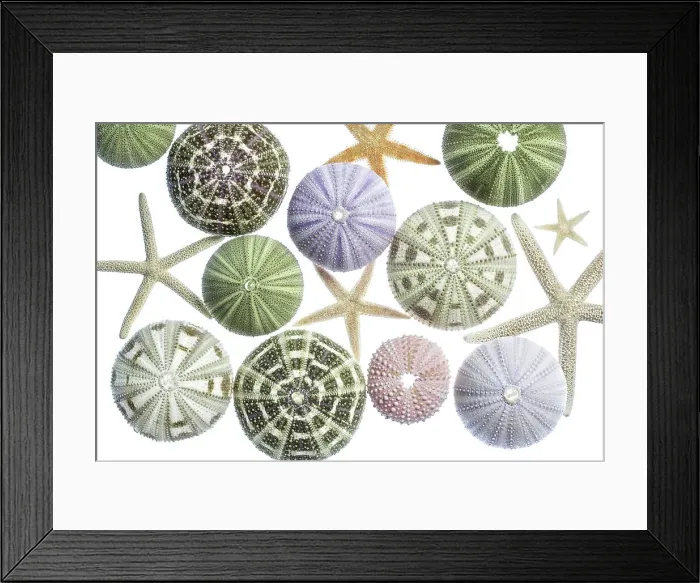 Framed Print : Sea urchins and starfish Framed Print : Sea urchins and starfish