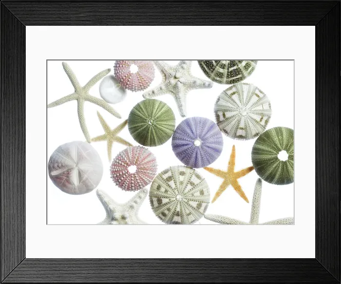 Framed Print : Sea urchins and starfish Framed Print : Sea urchins and starfish