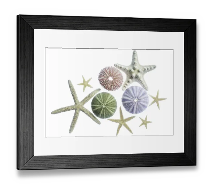 Framed Print : Sea urchins and starfish Framed Print : Sea urchins and starfish