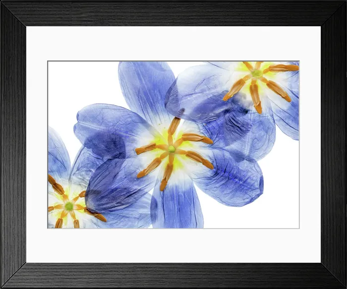 Framed Print : Pressed Tulip flowers Framed Print : Pressed Tulip flowers