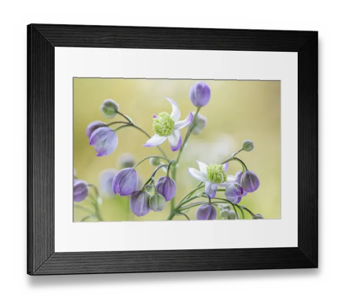 Framed Print : Thalictrum Framed Print : Thalictrum
