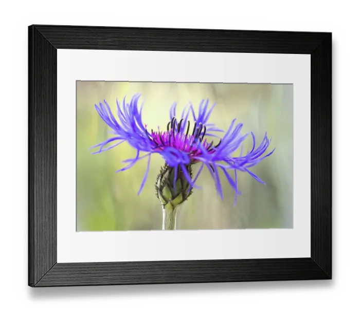 Framed Print : Centaurea. Close up of Centaurea flower also known as cornflower and knapweed Framed Print : Centaurea. Close up of Centaurea flower also known as cornflower and knapweed