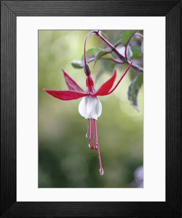 Framed Print : Fuchsia. Close up of a single Fuchsia flower Framed Print : Fuchsia. Close up of a single Fuchsia flower