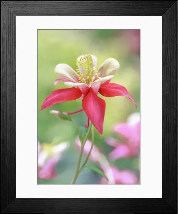 Framed Print : Aquilega flower, also reffered to as Columbine flower Framed Print : Aquilega flower, also reffered to as Columbine flower