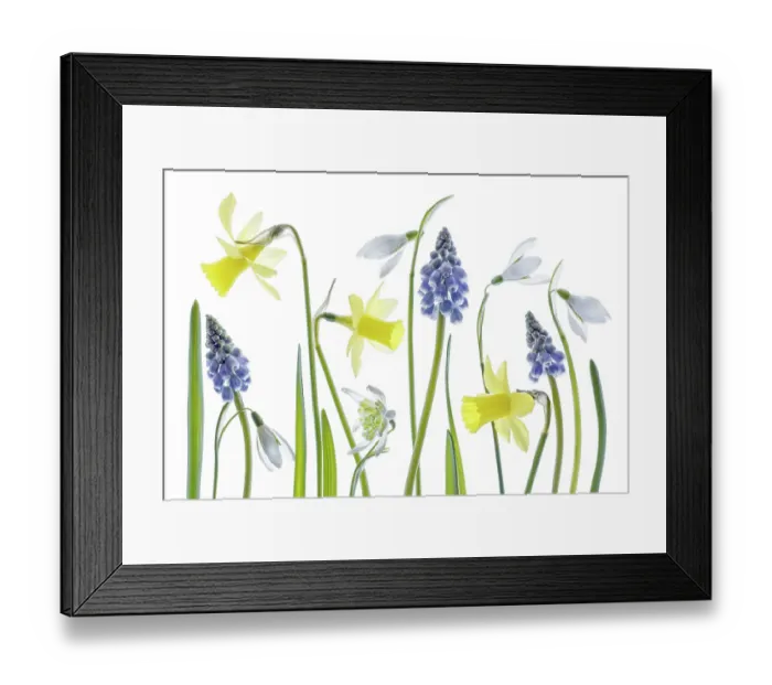 Framed Print : Narcissus, snowdrops and Muscari flowers Framed Print : Narcissus, snowdrops and Muscari flowers