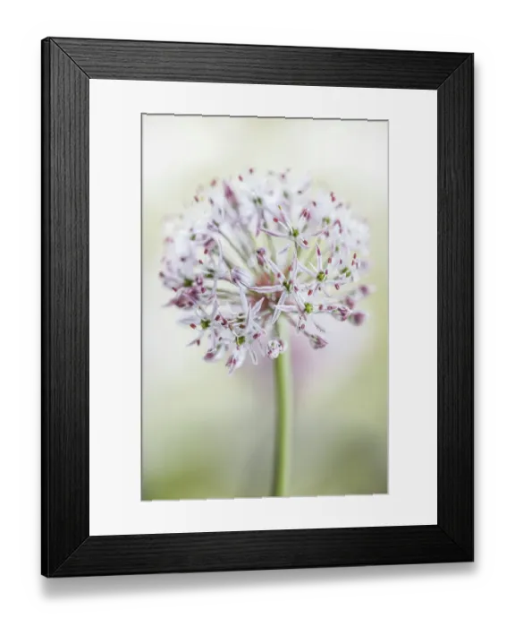 Framed Print : Allium. Close up of Allium seedhead Framed Print : Allium. Close up of Allium seedhead