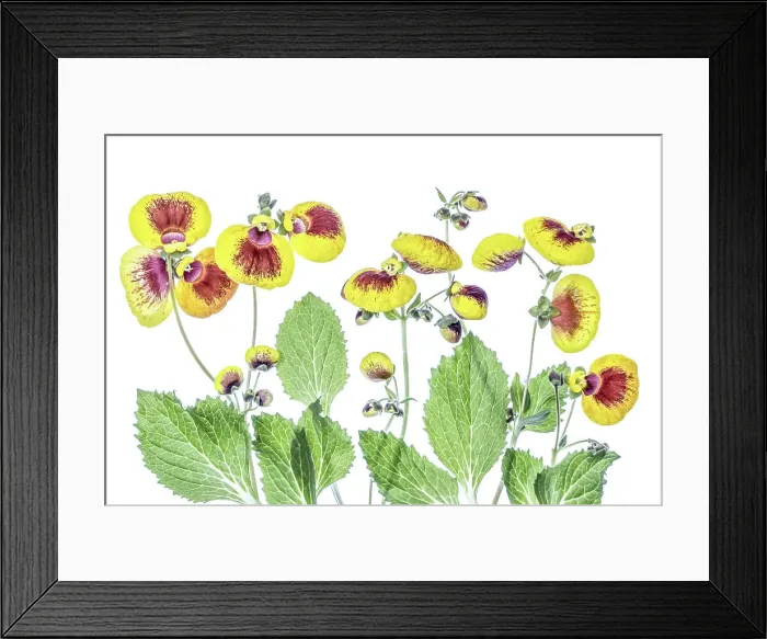 Framed Print : Calceolaria Framed Print : Calceolaria