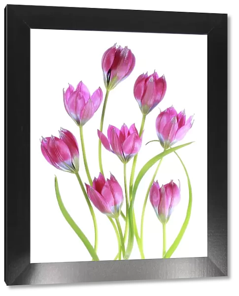 Tulips. Elegant arrangement of Tulip flowers