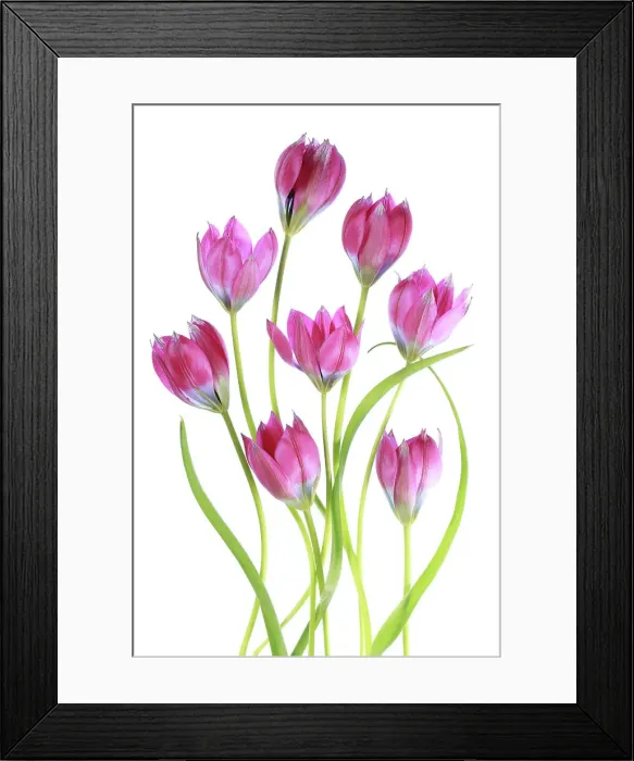 Framed Print : Tulips. Elegant arrangement of Tulip flowers Framed Print : Tulips. Elegant arrangement of Tulip flowers