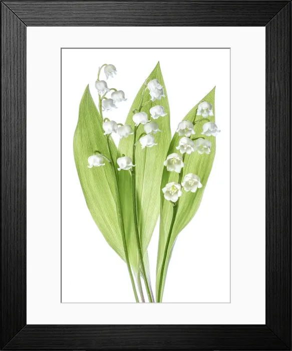 Framed Print : Lily of the valley Framed Print : Lily of the valley