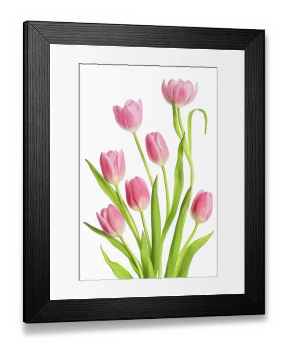 Framed Print : Tulip flowers Framed Print : Tulip flowers
